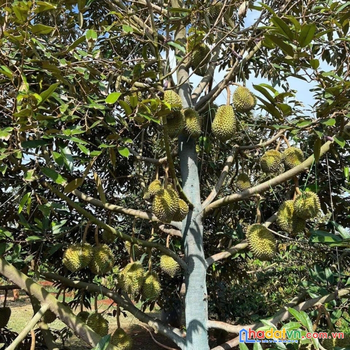 Gia đình cần bán gấp lô đất vườn có sẵn căn nhà xinh xắn tại hưng lộc – thống nhất