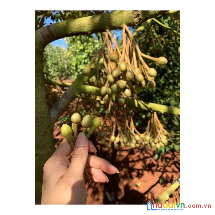 Chủ ngợp cần bán gấp lô đất vườn tại định quán giá rẻ chưa từng có
