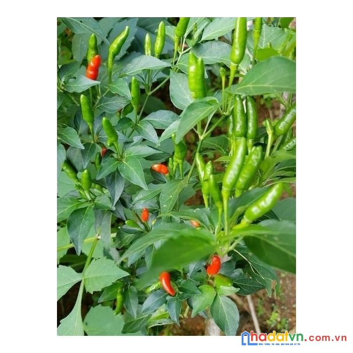 Chủ ngợp cần bán gấp lô đất vườn tại định quán giá rẻ chưa từng có
