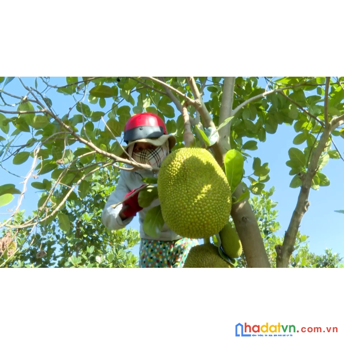 Chủ ngợp cần bán gấp lô đất vườn tại định quán giá rẻ chưa từng có
