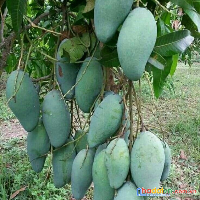 Chủ ngợp cần bán gấp lô đất vườn tại định quán giá rẻ chưa từng có
