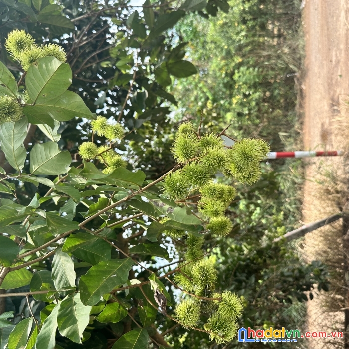 410tr có ngay 1 sào đất đẹp và tiềm năng tại định quán