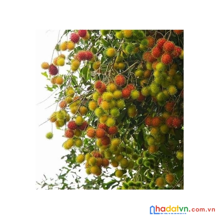 410tr có ngay 1 sào đất đẹp và tiềm năng tại định quán