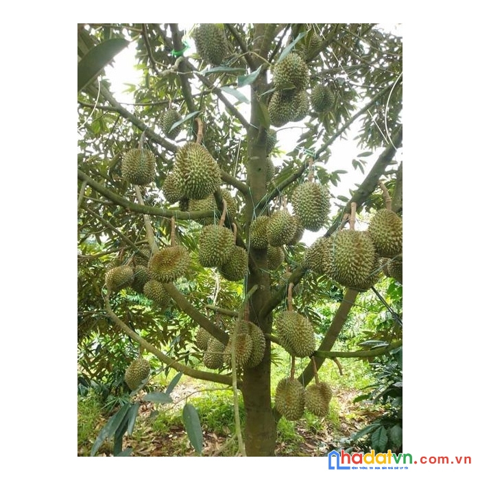 410tr có ngay 1 sào đất đẹp và tiềm năng tại định quán