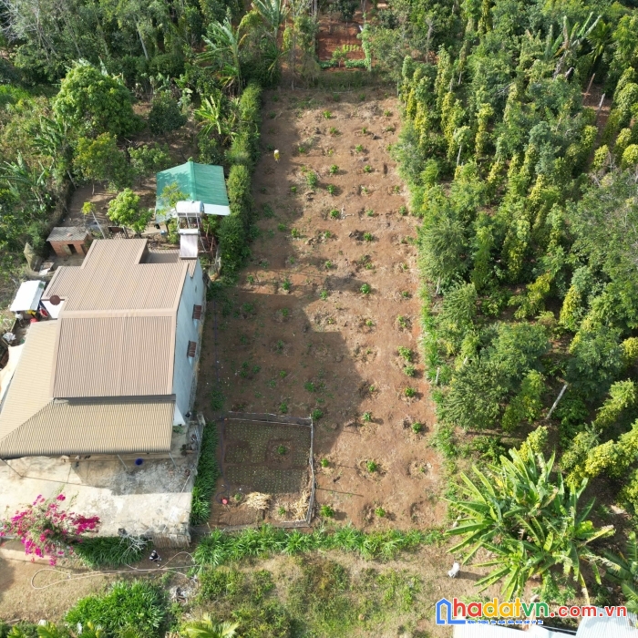 Bán đất thôn 11 eaning