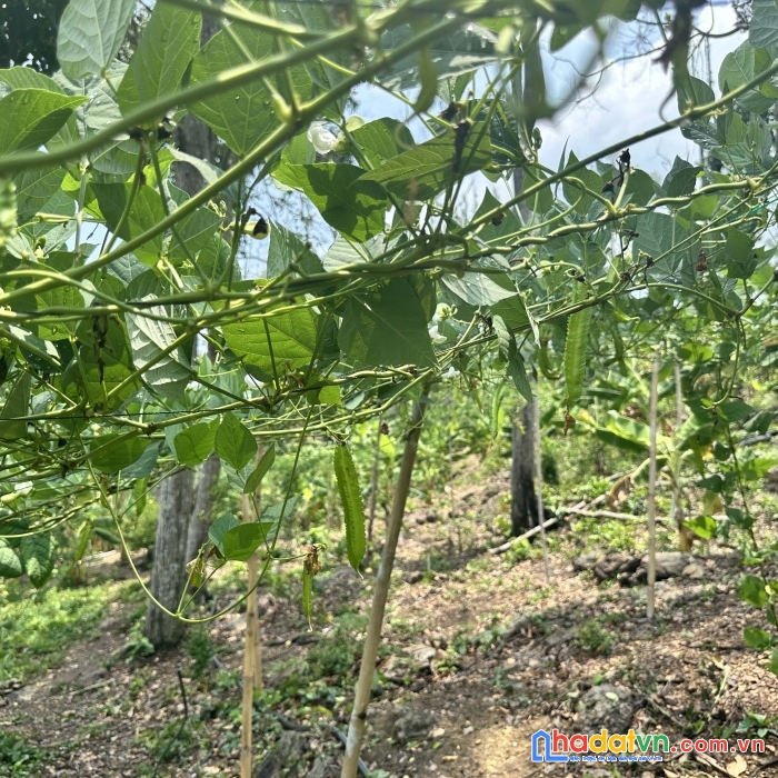 Chủ cần bán gấp nhanh gọn lô đất giá ngợp tại định quán