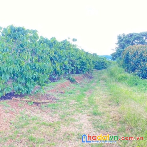 1ha đất thiện chí, ninh gia đức trọng, lâm đồng