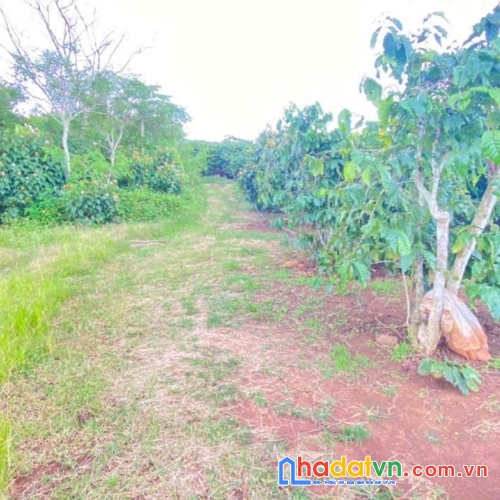 1ha đất thiện chí, ninh gia đức trọng, lâm đồng