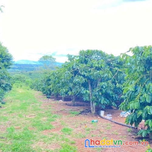 1ha đất thiện chí, ninh gia đức trọng, lâm đồng