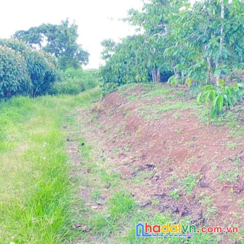 1ha đất thiện chí, ninh gia đức trọng, lâm đồng