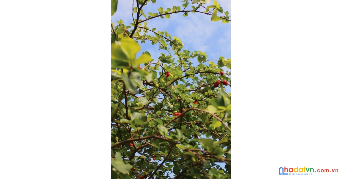 Chỉ từ 850 triệu đã sở hữu ngay đất vườn 1600m² gần ngã tư dầu giây