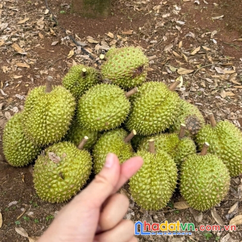 Siêu phẩm đất vườn 3.700m² – chính chủ bán gấp chỉ 1,9 triệu/m² 