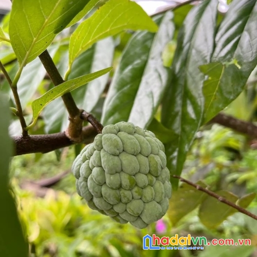 Siêu phẩm đất vườn 3.700m² – chính chủ bán gấp chỉ 1,9 triệu/m² 