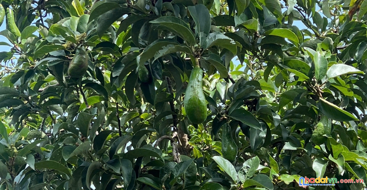 Đất vườn 1.300m² có sổ riêng – view thung lũng, suối chảy, cách tp.hcm 60 phút