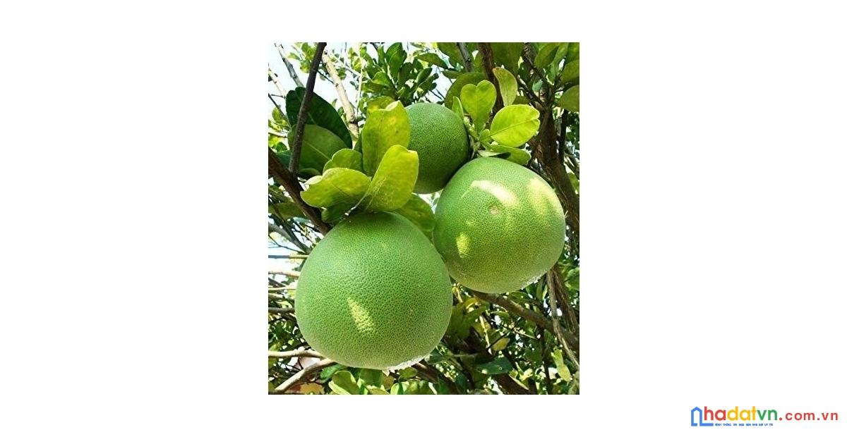 Đất vườn 1.300m² có sổ riêng – view thung lũng, suối chảy, cách tp.hcm 60 phút