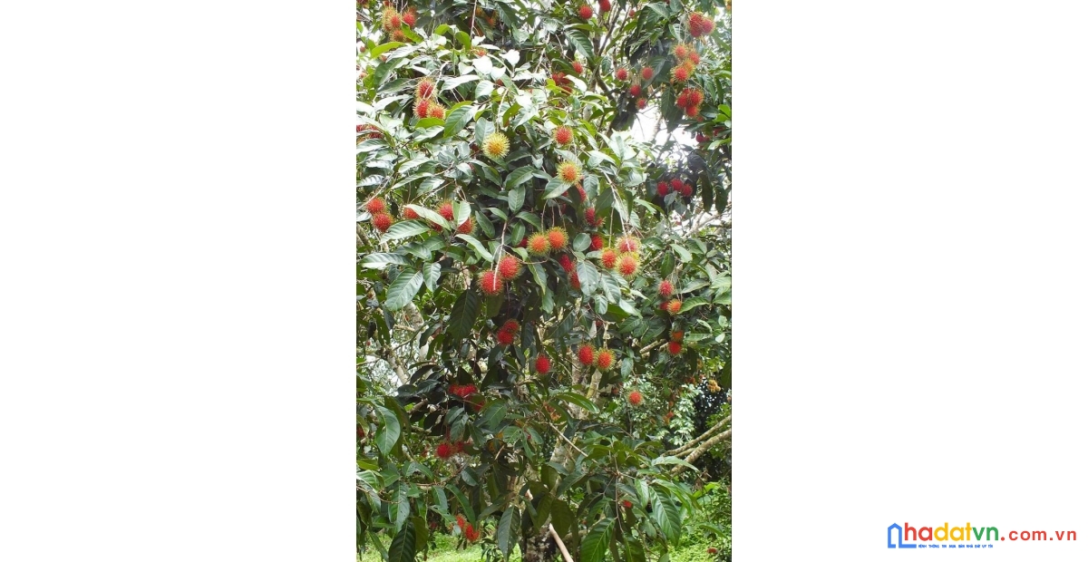 Đất vườn 1.300m² có sổ riêng – view thung lũng, suối chảy, cách tp.hcm 60 phút