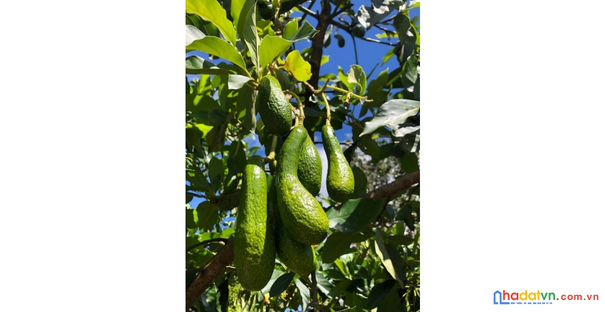 Đất vườn 1.300m² có sổ riêng – view thung lũng, suối chảy, cách tp.hcm 60 phút