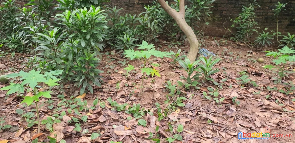 Bán đất phú diễn. bắc từ liêm. lô góc. ô tô. dt 62m2. mt 6m. giá 9,88 tỷ.