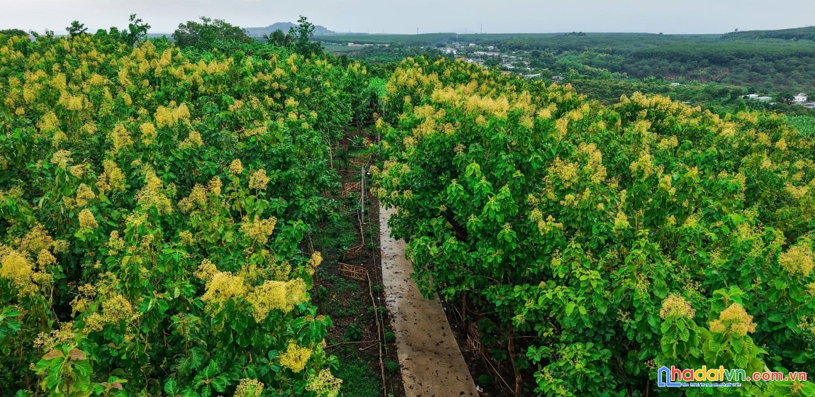Chính chủ cần bán gấp lô đất vườn view hồ trị an cực đẹp tại la ngà - định quán, đồng nai
