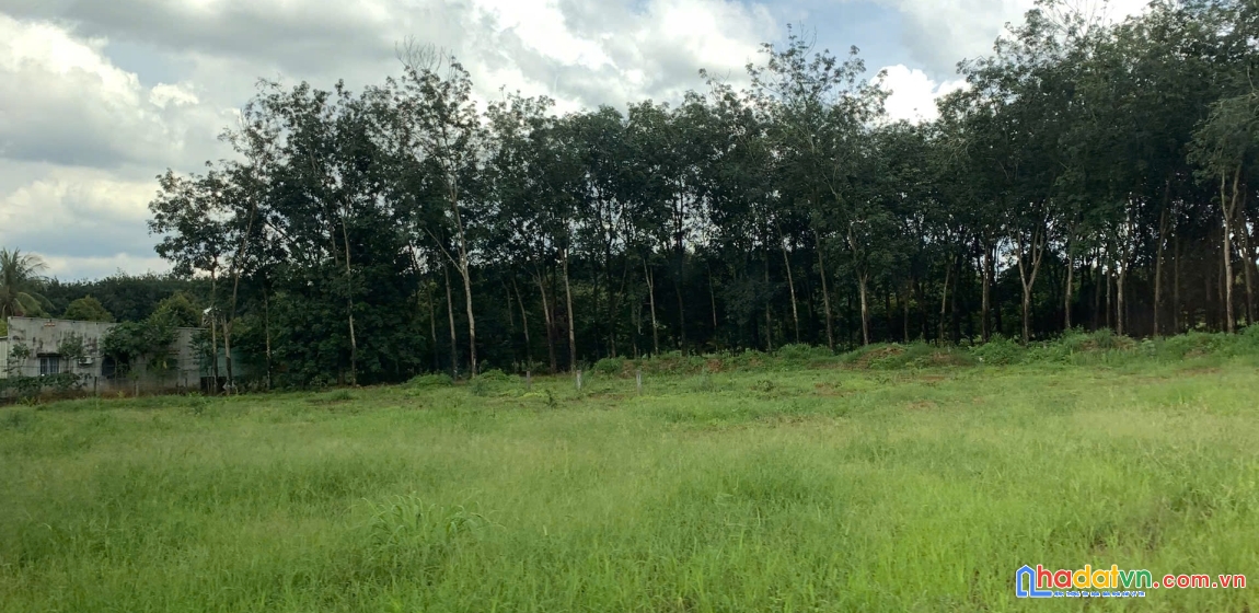 🚀 mua đất ngay chỉ với 120 triệu – long hà, phú riềng 🚀