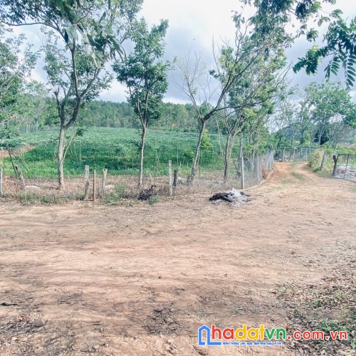 Bán 4 sào phú hội pre, đức trọng, lâm đồng, nhà c4, điện nước đầy đủ