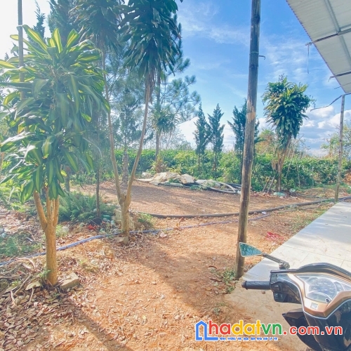 Bán 4 sào phú hội pre, đức trọng, lâm đồng, nhà c4, điện nước đầy đủ