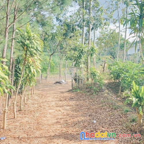 Bán 4 sào phú hội pre, đức trọng, lâm đồng, nhà c4, điện nước đầy đủ