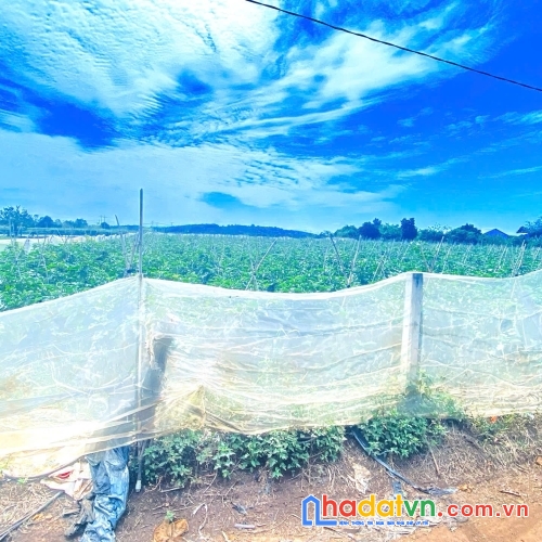 6 sào hẻm dh2 n'thôn hạ, đức trọng cũ, lâm đồng