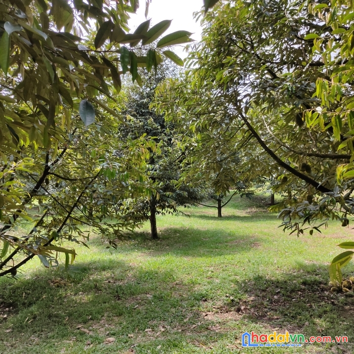 Bán lô đất vùng ven bảo lộc, diện tích lớn giá cực mềm