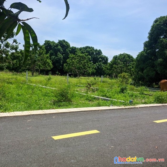 Bán lô đất diện tích 139m2 full thổ tân sinh tây cam thành bắc cam lâm khánh hoà 