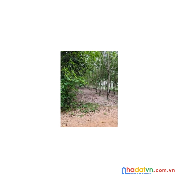 Cần bán 2 miếng đất liền kề vị trí đẹp tại tây ninh