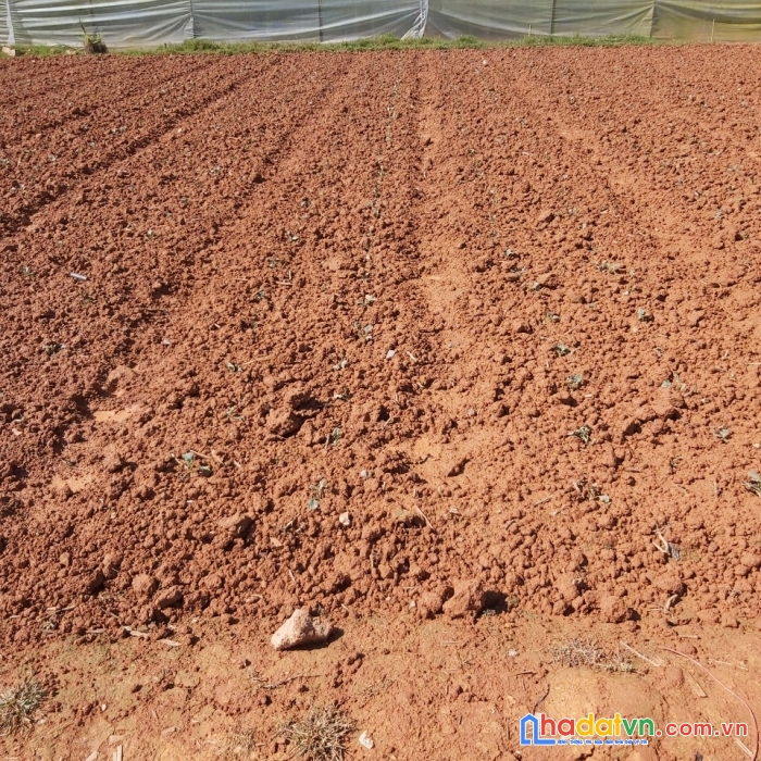 Chỉ hơn 300 triệu đồng sở hữu ngay lô đất chính chủ hộ khẩu phường 12 - tp đà lạt