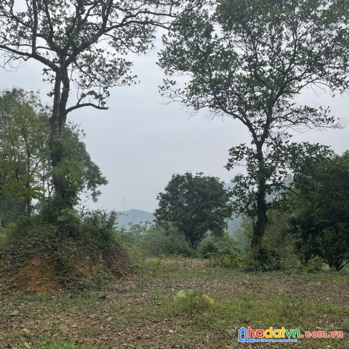 Diện tích 1.206m2 trong đó có 200m2 đất ở (đã có sổ đỏ)