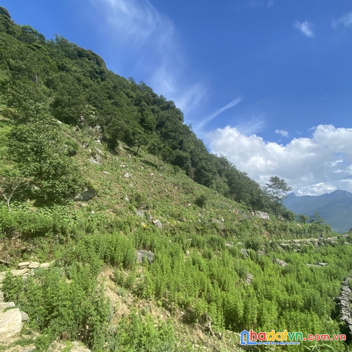 Bán đất ngài thầu sapa2 mặt tiền rộng view thung lũng săn mây siêu đỉnh