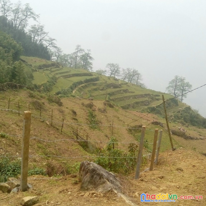 Bán đất thông lủ khấu - tả phìn view ruộng bậc thang, 550m2- 2,1 tỷ --- hàng hót hót