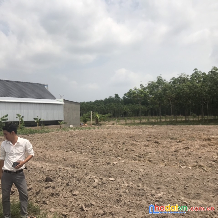 Minh thạnh thổ cư giá rẻ . huyện dầu tiếng bình dương đường sỏi giá rẻ nhất thị trường