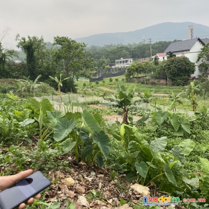 Chính chủ cần bán đất địa chỉ : sơn long thị trấn hợp châu huyện tam đảo vĩnh phúc