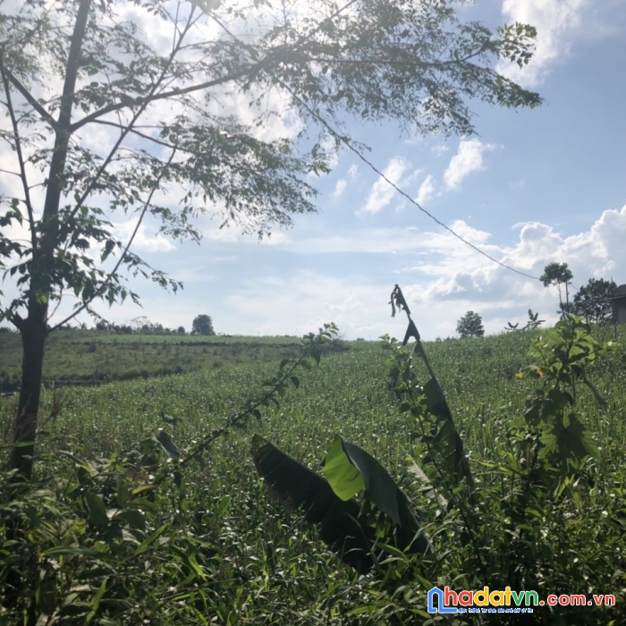 Chỉ nhỉnh tỷ có ngay 1212m nghỉ dưỡng vuông vắn nở hậu tại cao phong bám dường