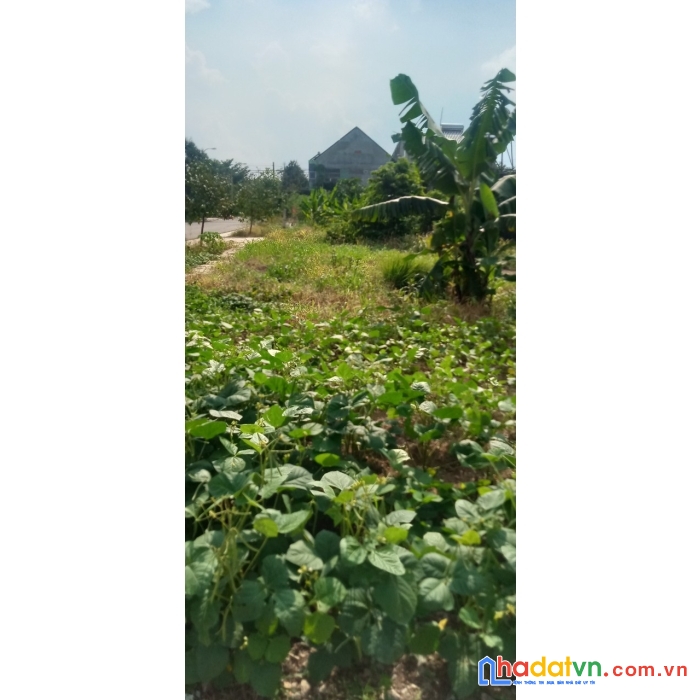 Bán lô đất tiến hưng, siêu rẻ, siêu hiếm, siêu đẹp chỉ cách tt thành phố đồng xoài vài phút