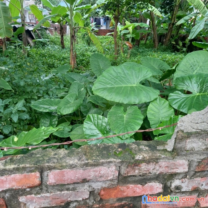 Bán đất thạch bàn, long biên, vị trí đẹp, 42m, mt 3,9 m, 3,25 tỷ