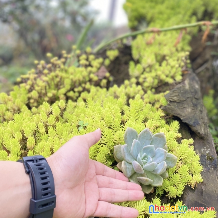 Mảnh đất sa pa 2, y tý ngôi nhà thứ hai mộng mơ