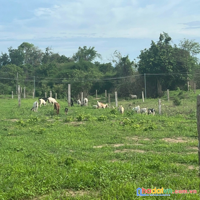 Sở hữu ngay lô đất view nghỉ dưỡng  siêu đẹp siêu đắc địa tại hàm thuận nam.