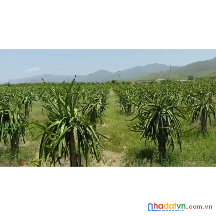 Bán đất tặng nhà,  lô đất 3.25 ha trồng thanh long, giá cực rẻ, 150 triệu/sào,