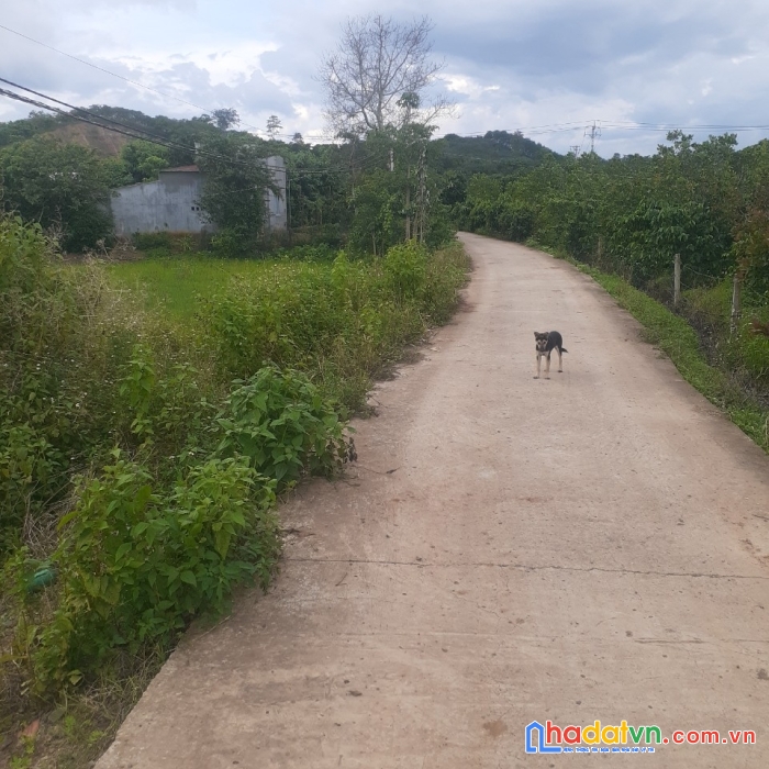 Chính chủ cần bán lô đất đẹp ở cuzut-dak nông