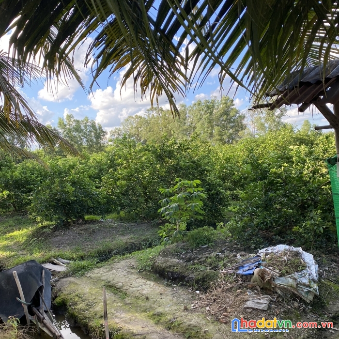 Cần bán đất vị trí đẹp tại: ấp 4, xã thạnh lợi, huyện bến lức, tỉnh long an, cách quốc lộ n2 200m