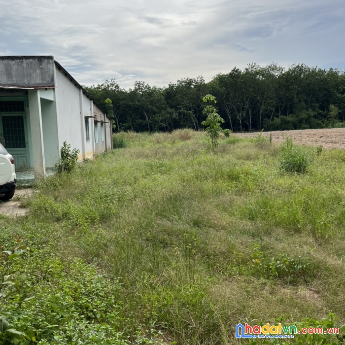 Đất trồng cây công nghiệp lâu năm