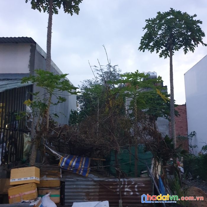 Lô đất 100m2 thạnh xuân 31 quận 12 nhỉnh 2 tỷ