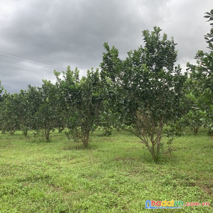 Mình chính chủ cần bán 17.000m2 đất trồng