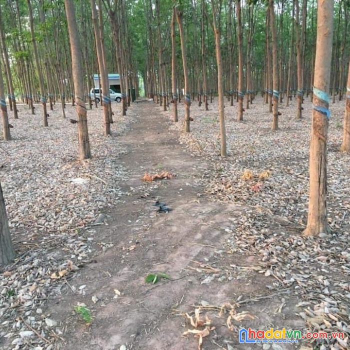 Bán gấp lô đất đẹp vị trí đắc địa tại huyện long thành-đồng nai