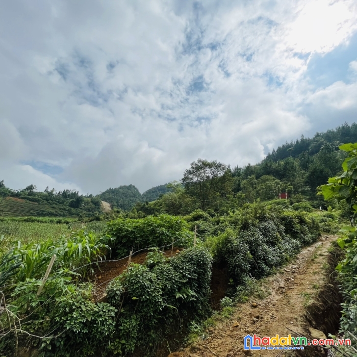 Chưa đến 1tr/m2 sở hữu ngay mảnh đất tại  y tý -sapa2, view suối núi săn mây,phù hợp làm homstay